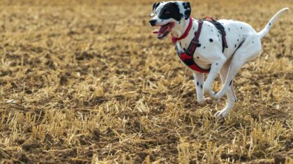 Working dog breeds for active owners: what to know before you bring one home