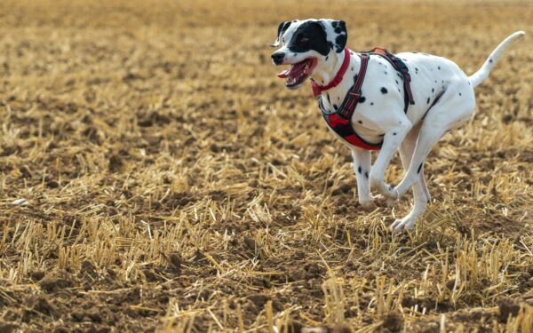 Working dog breeds for active owners: what to know before you bring one home