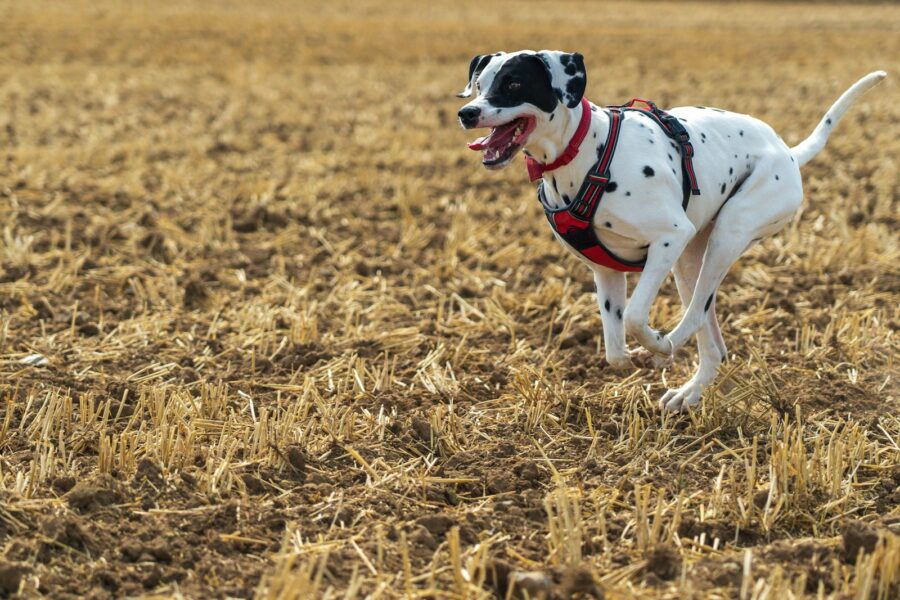 Working dog breed