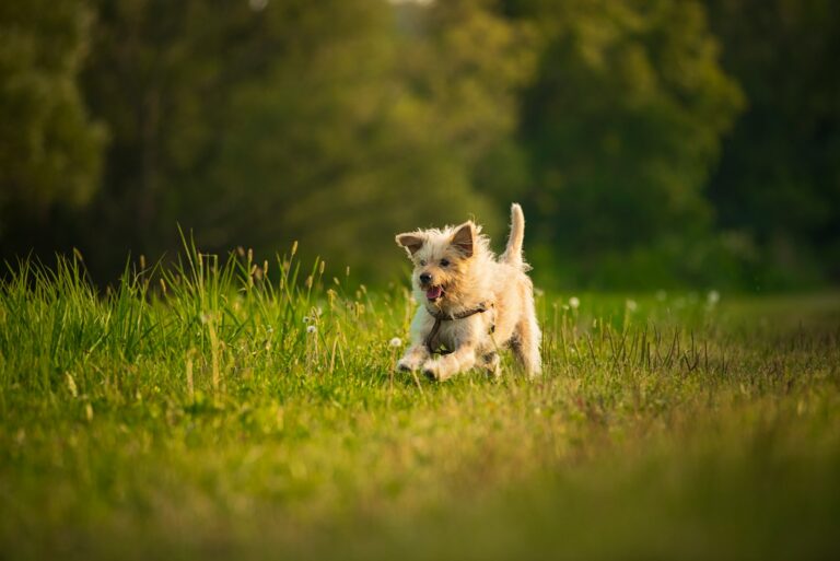 Working dog breed