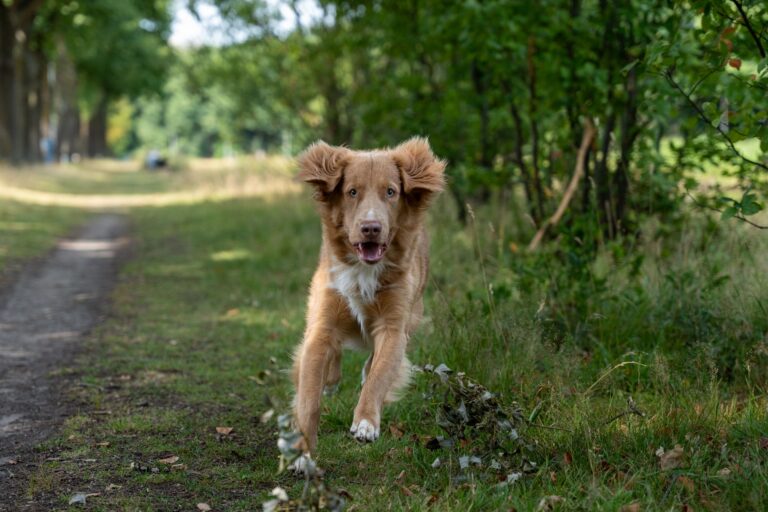 Active dog running