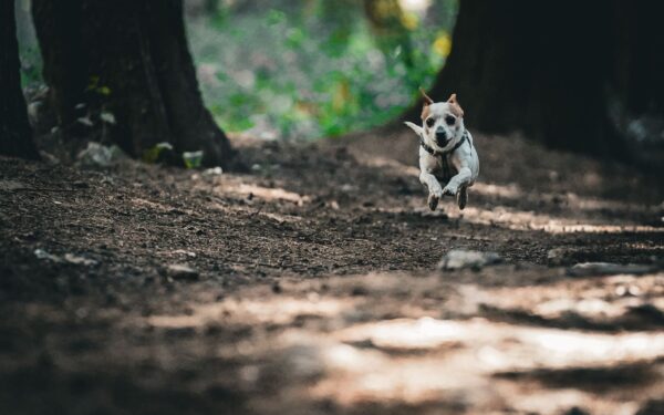 Working dog nutrition: how to fuel active dogs for stamina and long-term wellness