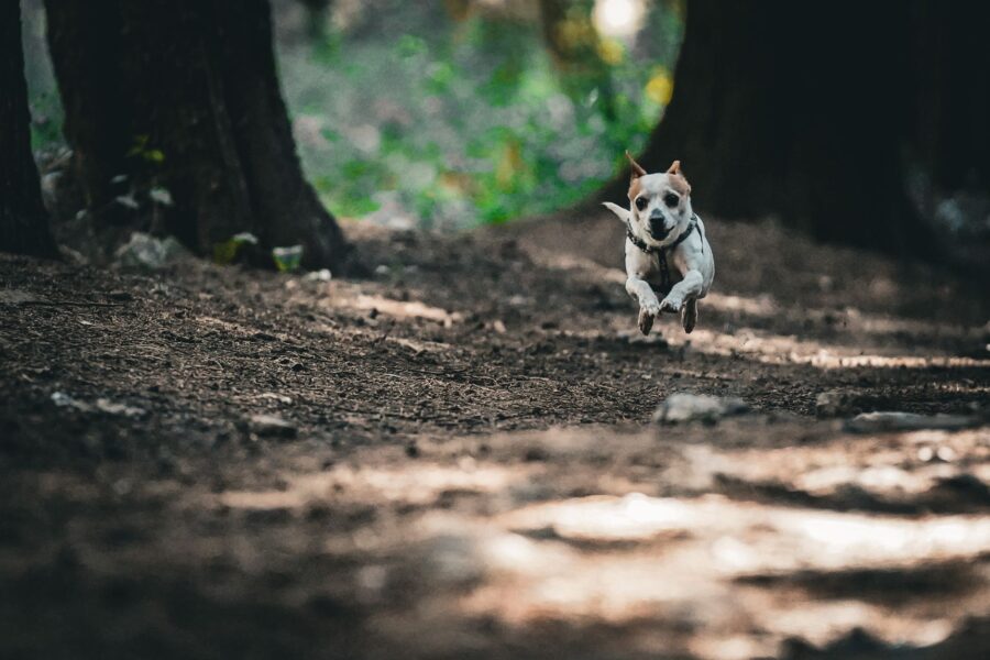 Active dog running
