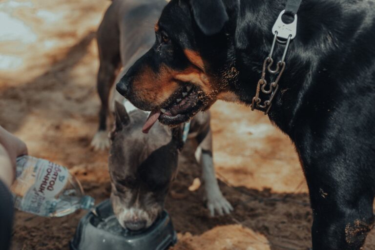 Dog eating bowl