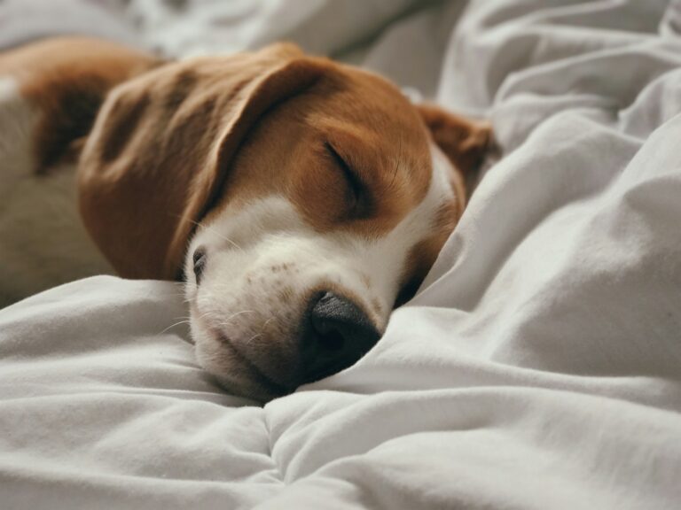 Dog sleeping cozy