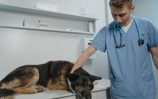 Annual dog checkups: what to expect and how to prepare for the vet visit
