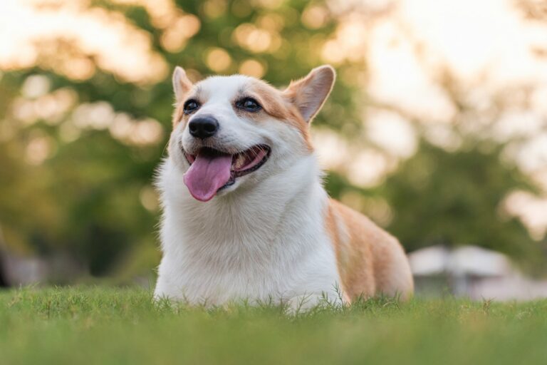 Happy dog playing