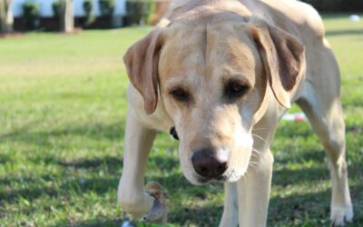 Backyard games for dogs that turn your garden into a fun and safe play zone
