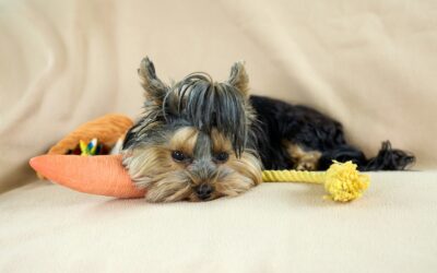 Balanced play for young dogs: fun games that build manners, bond and confidence