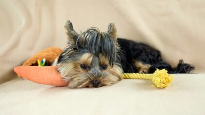Balanced play for young dogs: fun games that build manners, bond and confidence