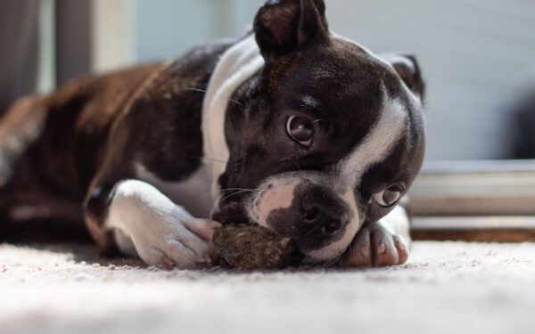 Balanced puppy playtime at home: simple games that build confidence, manners and calm
