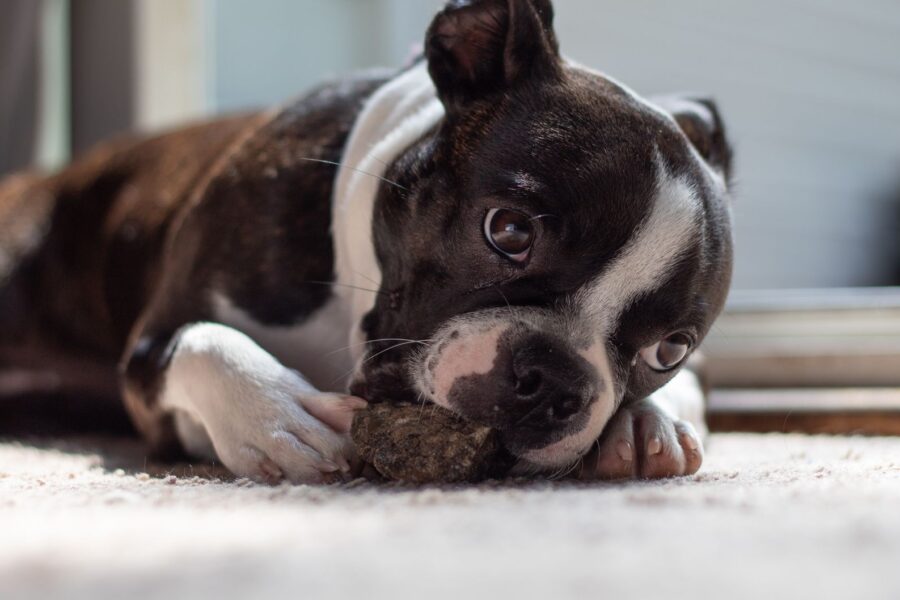 Puppy playing indoors