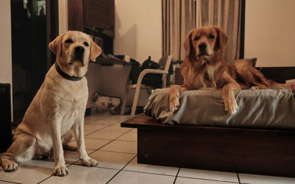 Balancing big and tiny: choosing between large and toy dogs for your home