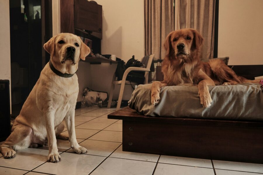 Large dog small