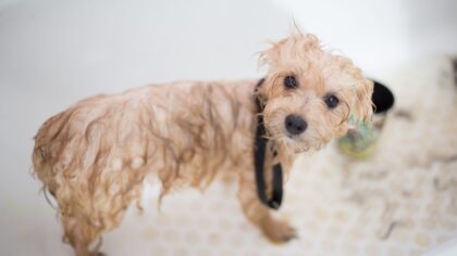 Bath time basics for young dogs: gentle steps, safe products and calmer washes