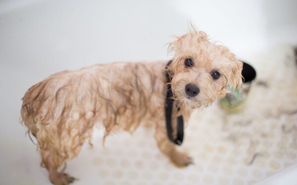Bath time basics for young dogs: gentle steps, safe products and calmer washes