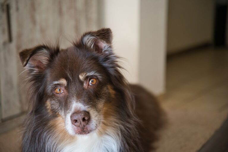 Australian shepherd family