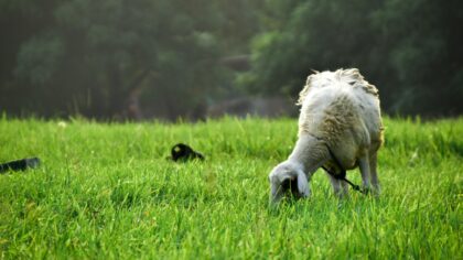 Bringing home a herding breed: realistic expectations for lively minds and busy paws