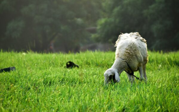 Bringing home a herding breed: realistic expectations for lively minds and busy paws