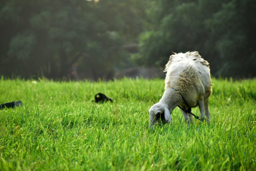 Border collie running