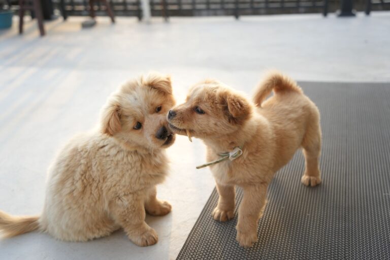 Two littermate puppies