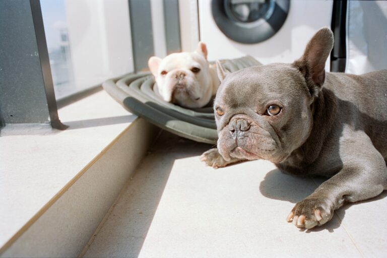 Two dogs resting