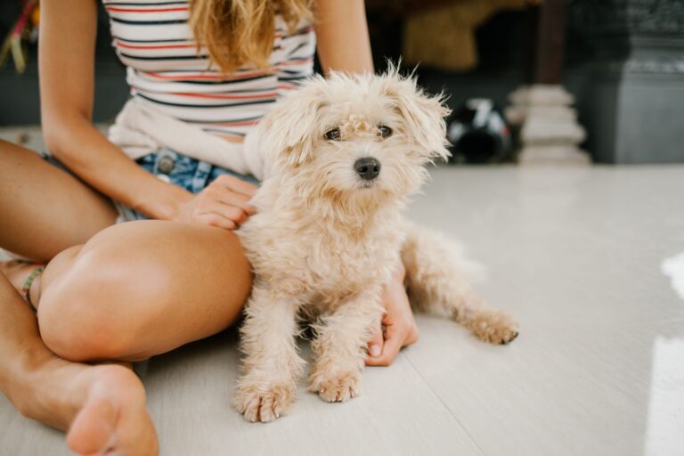 Dog enrichment toys