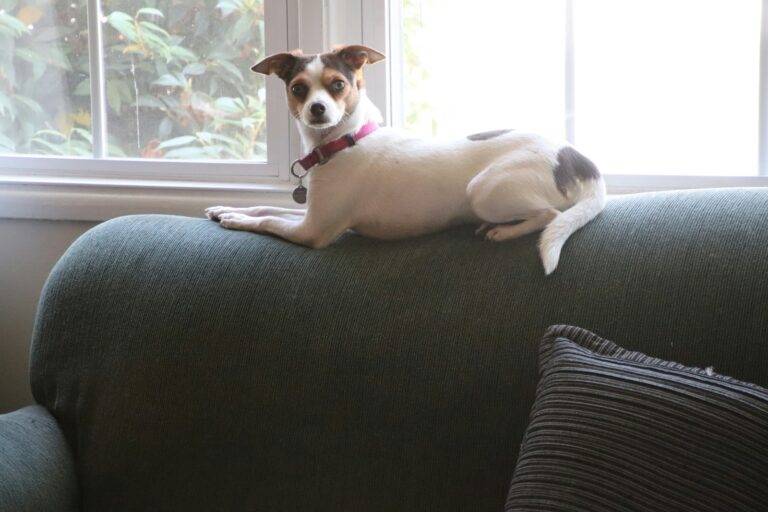Dog relaxing home
