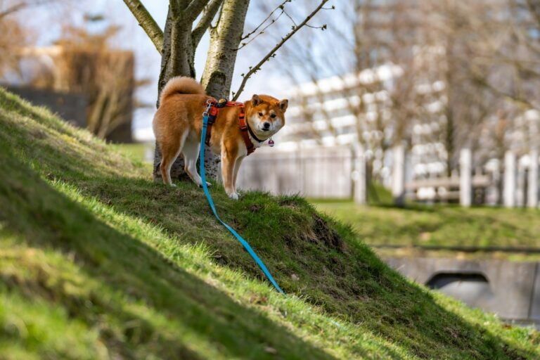 Dog walking leash