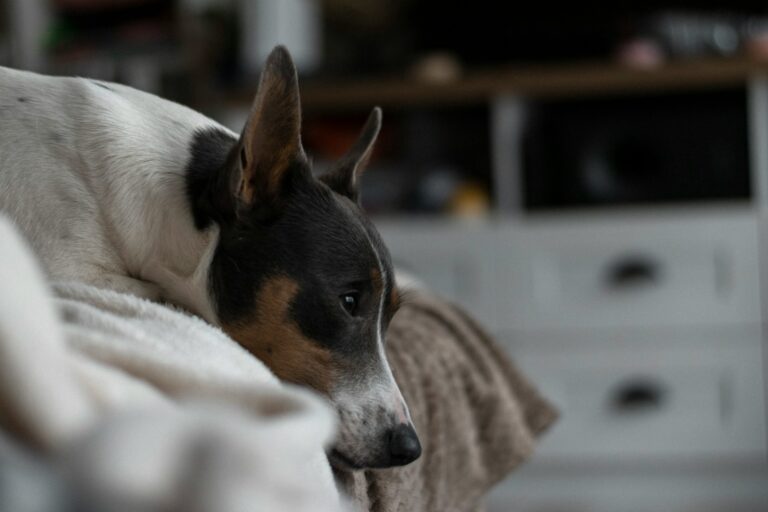 Retired greyhound lying