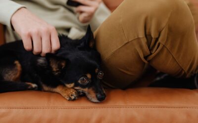 Choosing a calm companion: dogs that fit with senior lifestyles