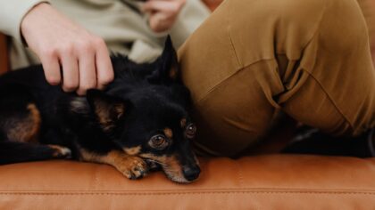 Choosing a calm companion: dogs that fit with senior lifestyles