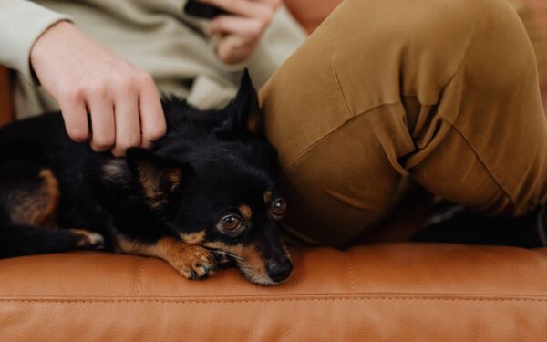 Choosing a calm companion: dogs that fit with senior lifestyles