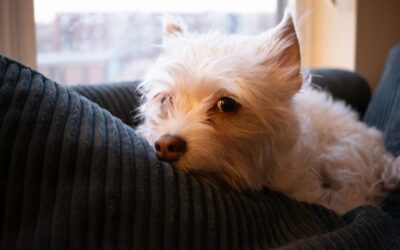 Choosing a companion for older adults: calm dog breeds and age-friendly care