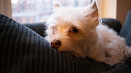 Choosing a companion for older adults: calm dog breeds and age-friendly care