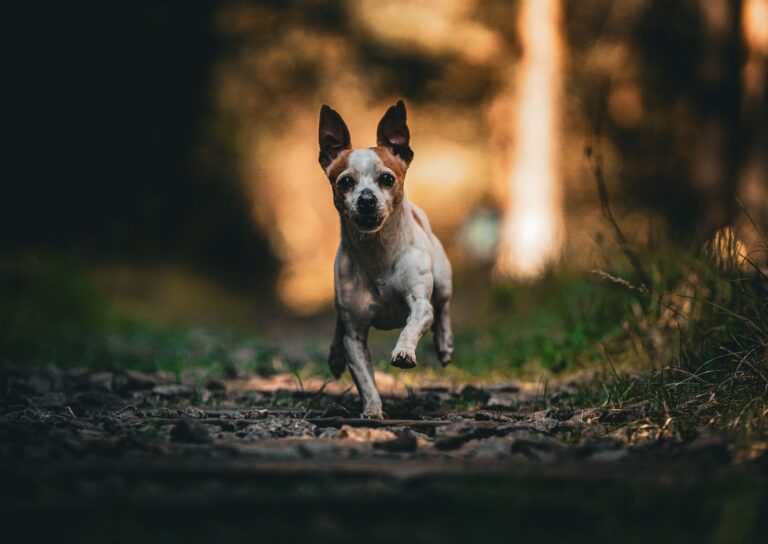 Fit owner running