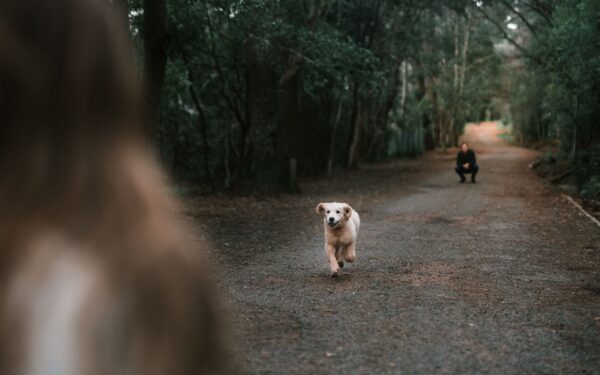 Choosing dogs for active owners: breeds, mixes and training that keep up