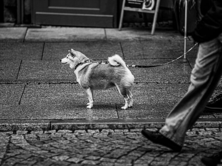 Dog walking city