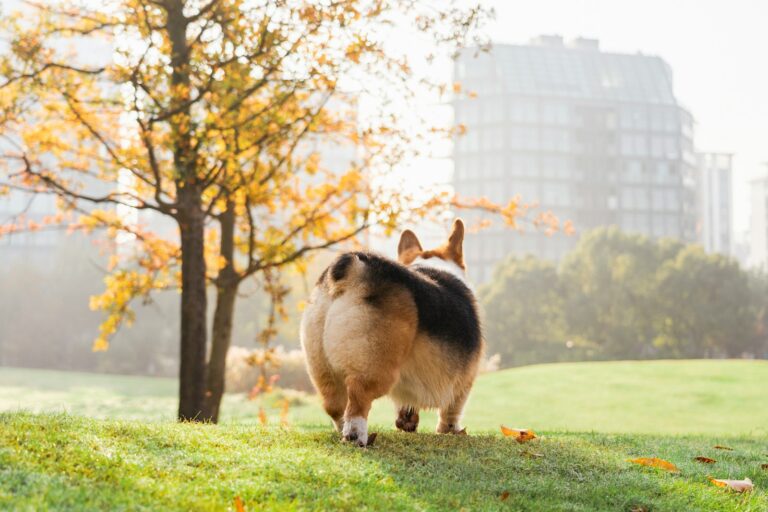 Dog sniffing grass