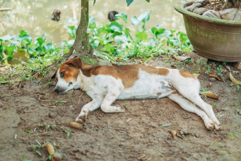 Dog digging pit