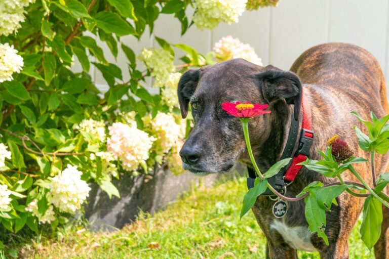 Dog garden sniffing