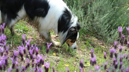 Creating a dog-friendly garden that keeps your dog busy, safe and calm