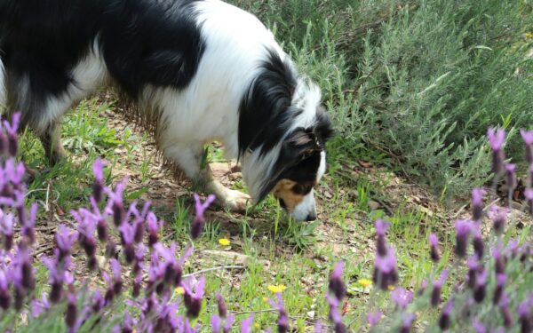 Creating a dog-friendly garden that keeps your dog busy, safe and calm