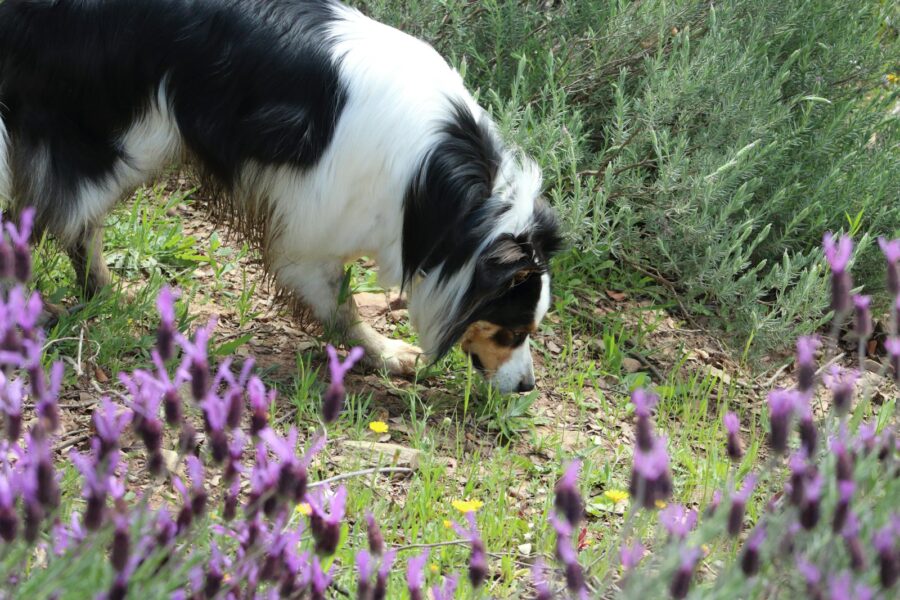 Dog garden sniffing