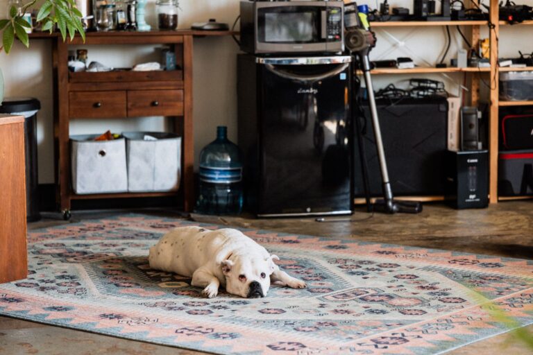 Large dog resting