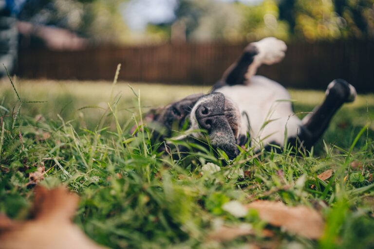 Itchy dog scratching