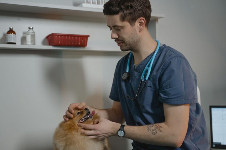 Vet examining dog