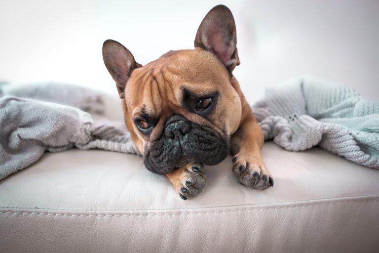 Dog relaxing couch