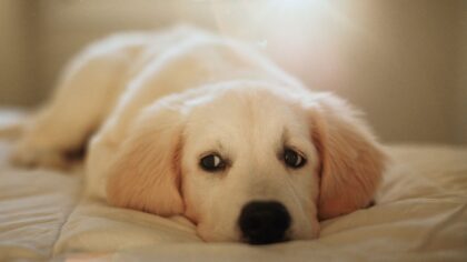 Dog anxiety made simpler: everyday ways to support a stressed pup