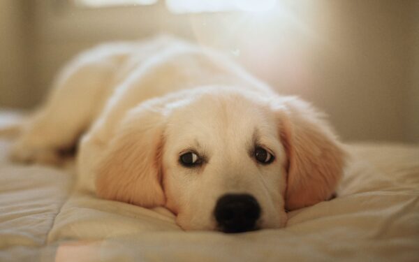 Dog anxiety made simpler: everyday ways to support a stressed pup